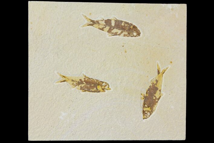 Fossil Fish Plate (Knightia) - Green River Formation #119489